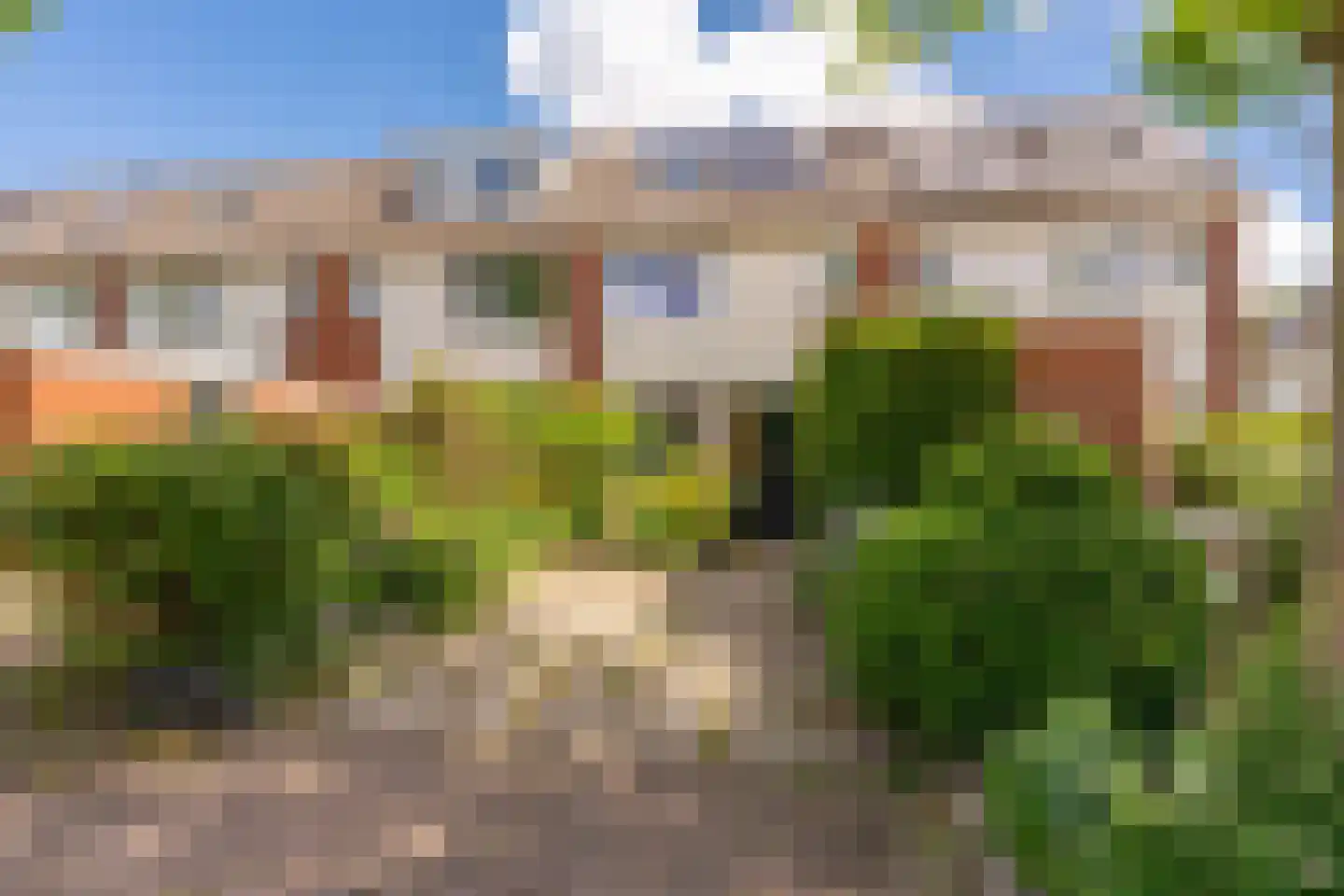 Knoopkruid 78 Diemen thumbnail 6