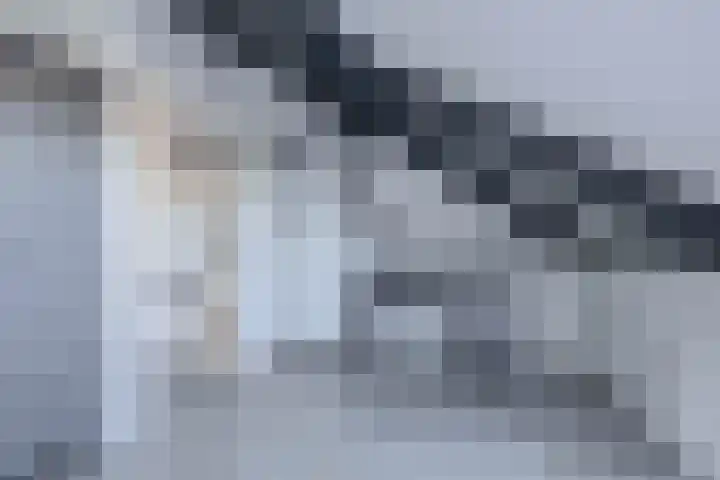 Knoopkruid 8 Tegelen thumbnail 23