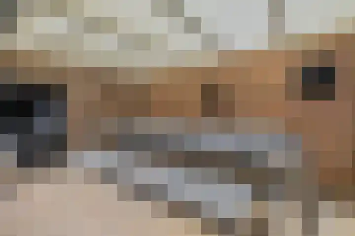 Knoopkruid 8 Tegelen thumbnail 27