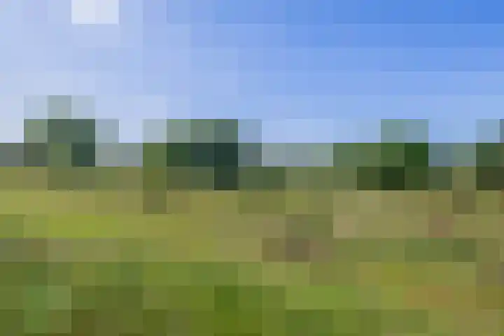 Knoopkruid 8 Tegelen thumbnail 32