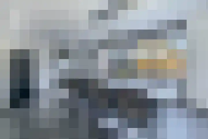 Knoopkruid 8 Tegelen thumbnail 8