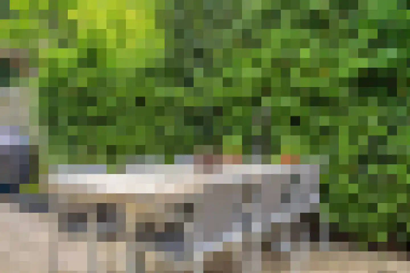 Knoopkruid 86 Diemen thumbnail 30