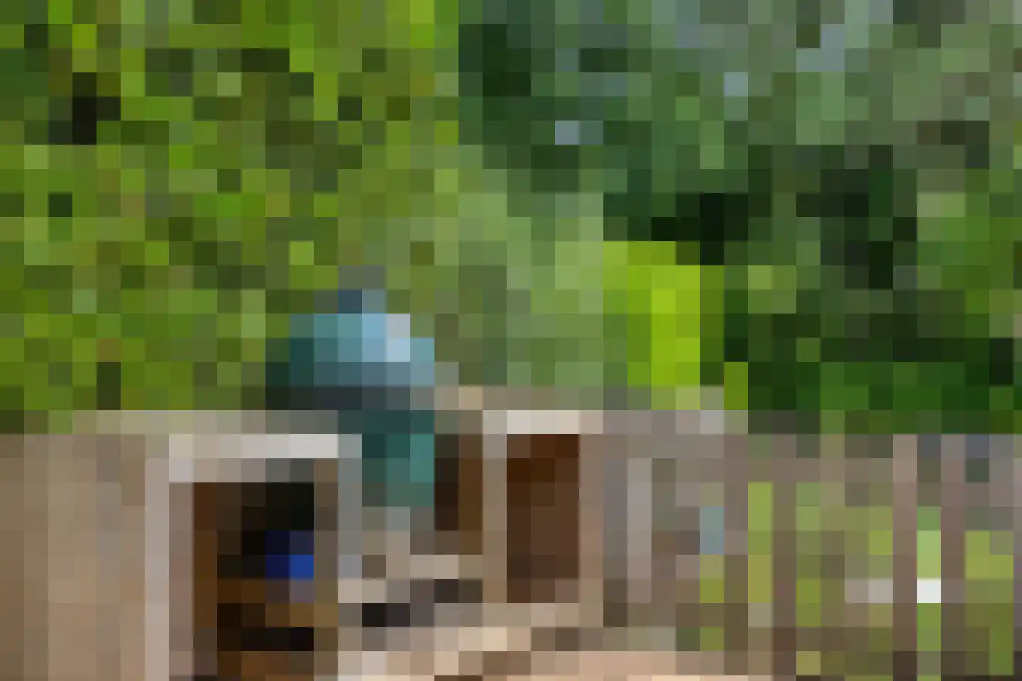 Knoopkruid 86 Diemen thumbnail 32