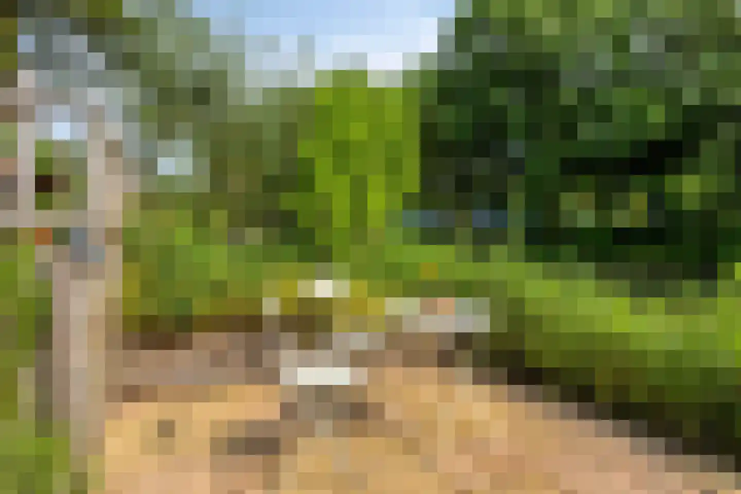 Knoopkruid 86 Diemen thumbnail 34