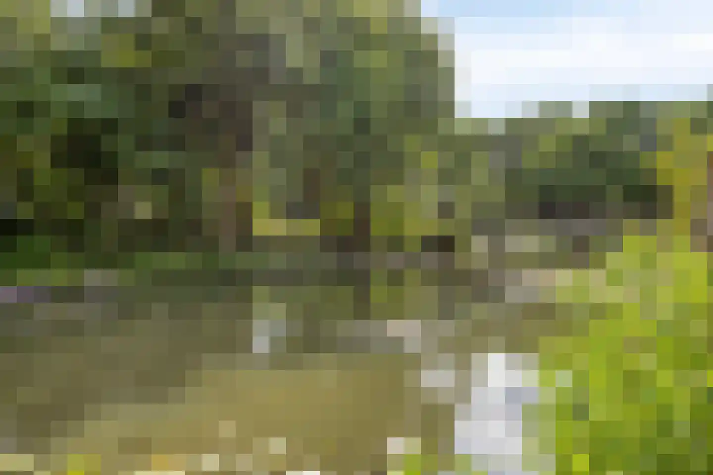 Knoopkruid 86 Diemen thumbnail 36