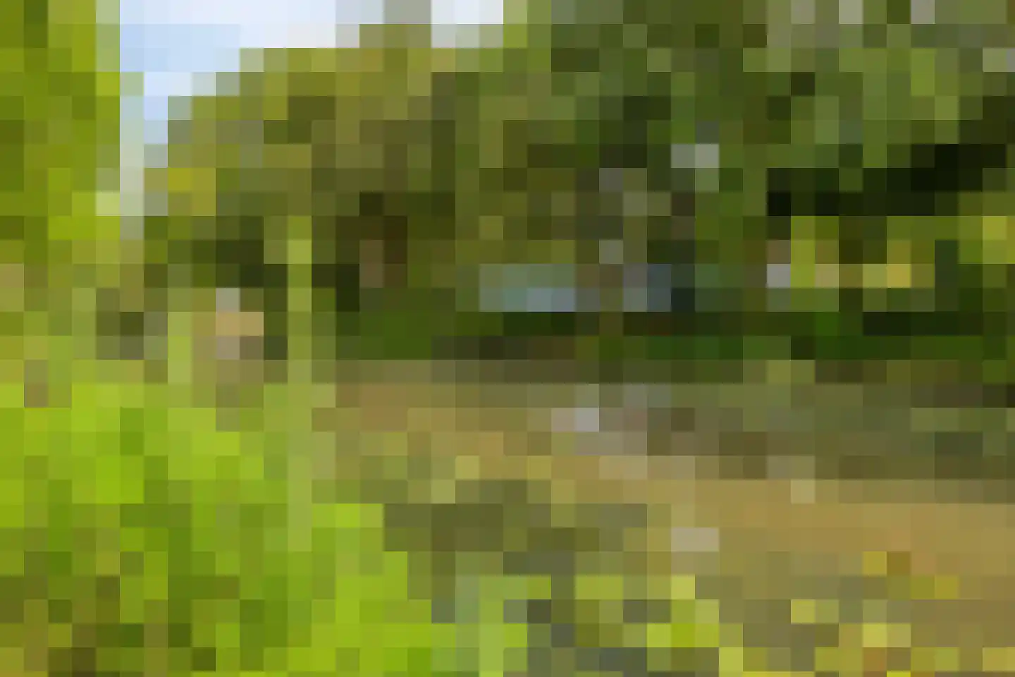 Knoopkruid 86 Diemen thumbnail 37