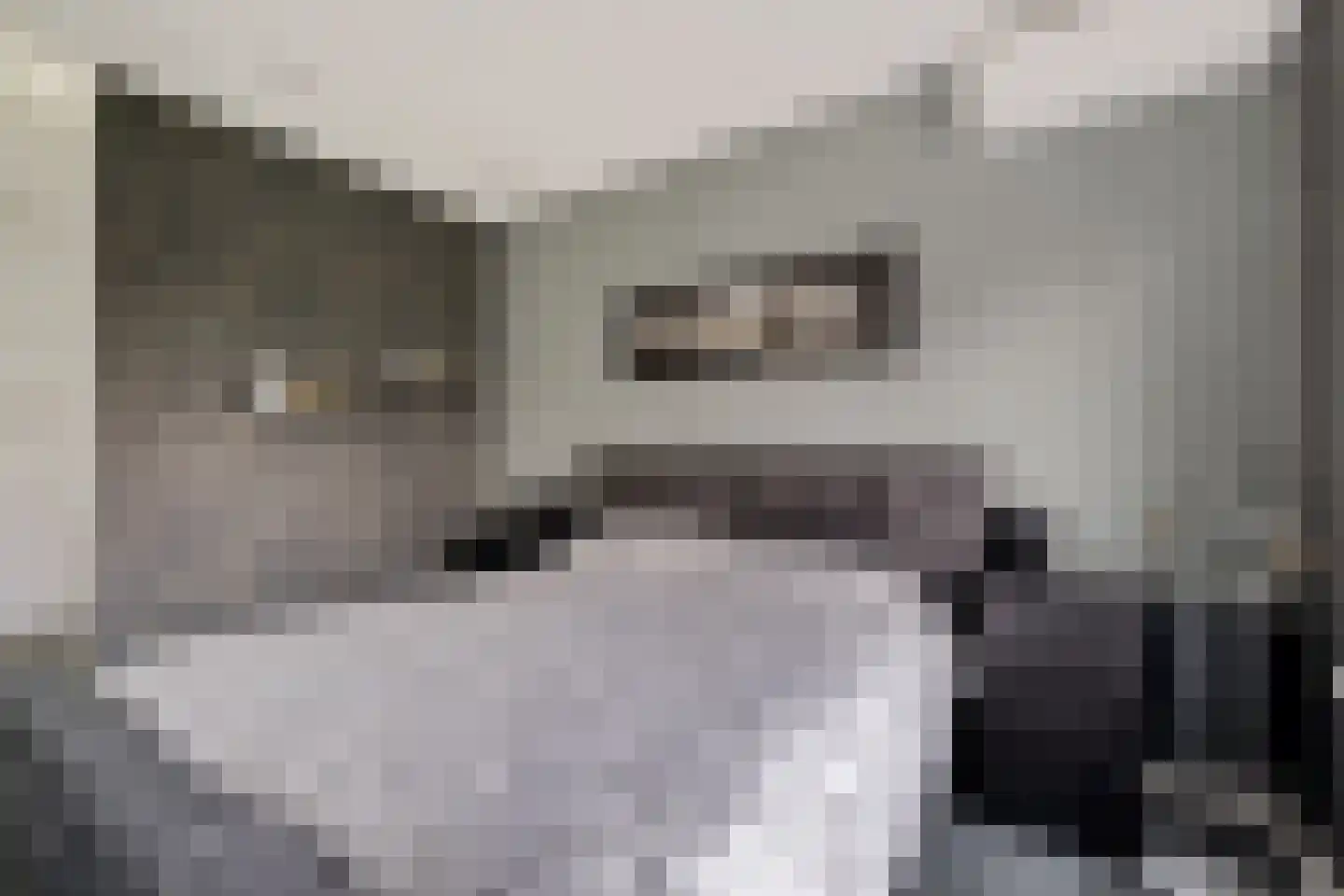 Knopkruid 19 Berghem thumbnail 22