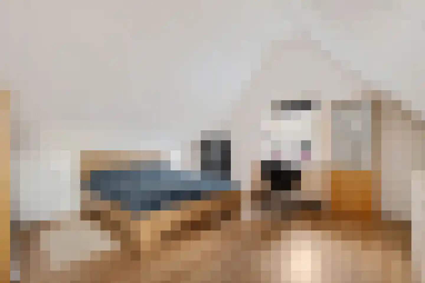 Knopkruid 19 Berghem thumbnail 37