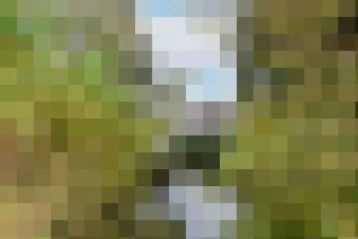 Knosterveld 35 Koog aan de Zaan thumbnail 24