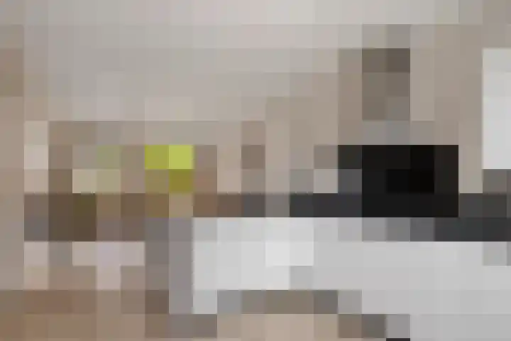 Knotwilg 22 Kampen thumbnail 16