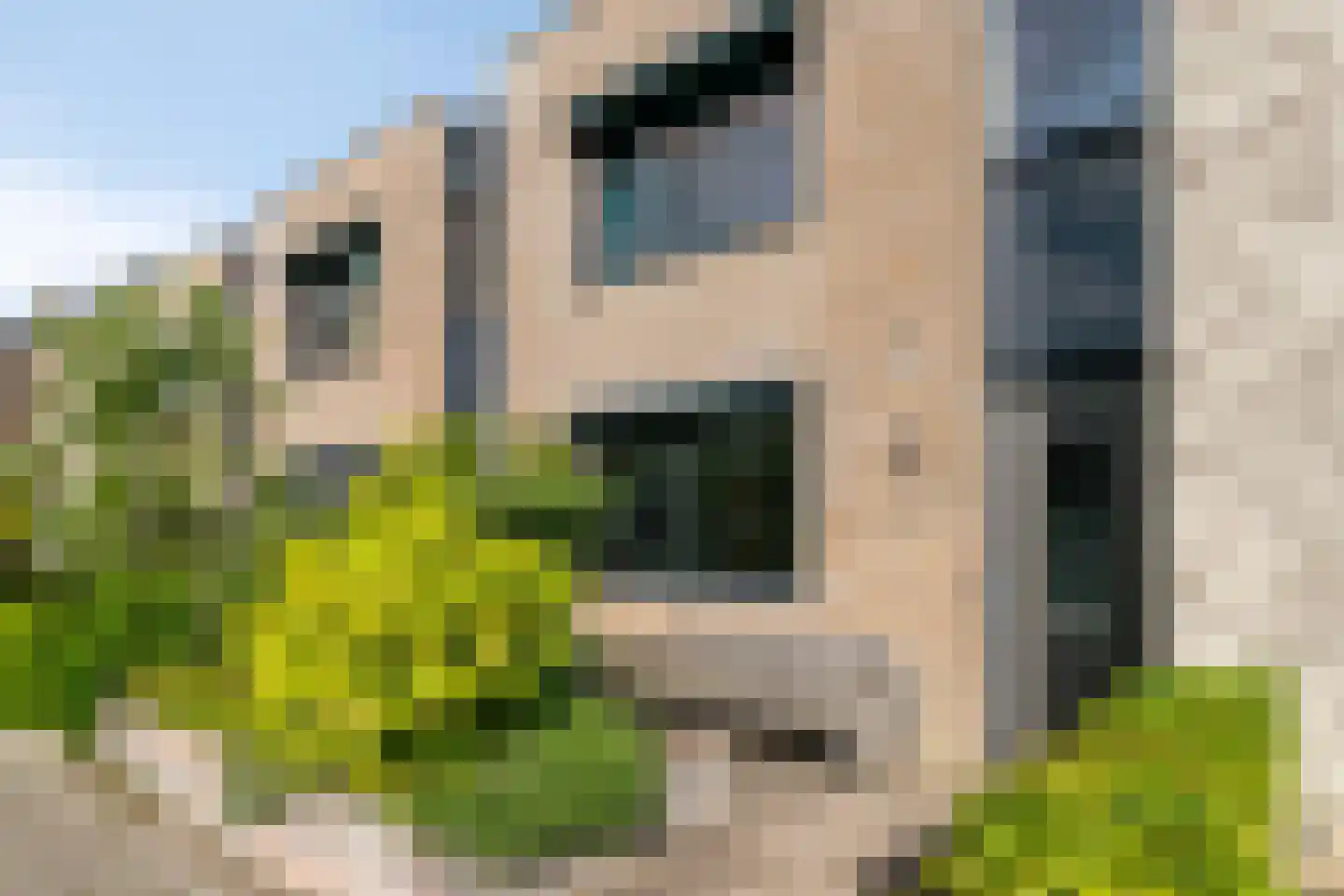 Knotwilg 6 Kampen thumbnail 6