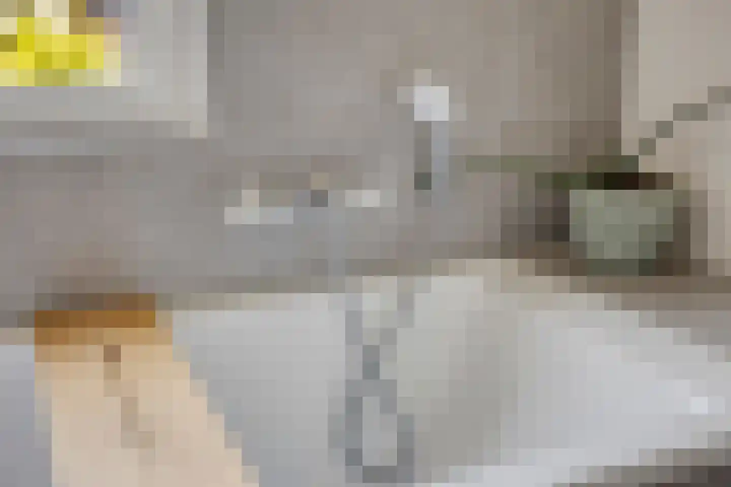 Knotwilg 9 Kampen thumbnail 31