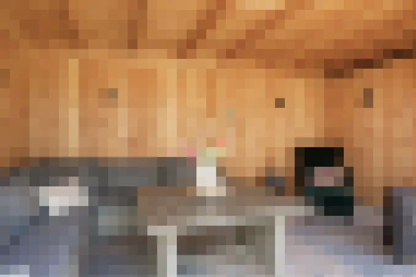Knotwilg 9 Kampen thumbnail 46