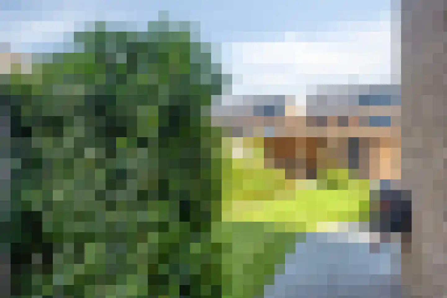 Knotwilg 9 Kampen thumbnail 48
