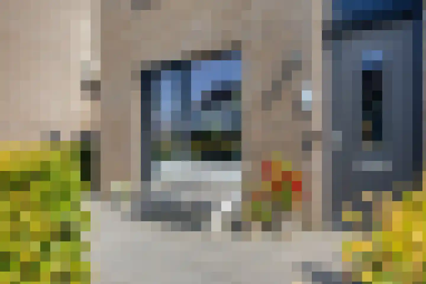 Knotwilg 9 Kampen thumbnail 8