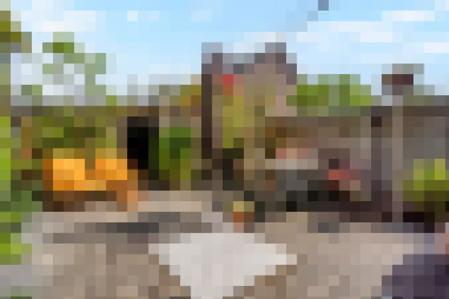 Ko van Dijkplein 36 Den Haag thumbnail 18