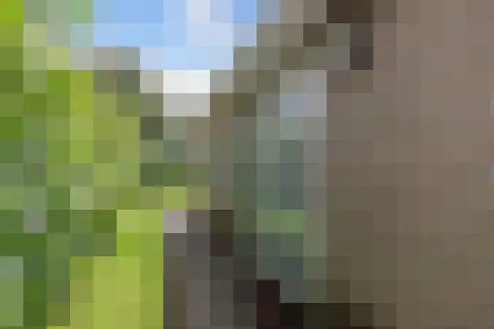 Koaidyk 6 271 Earnewâld thumbnail 4