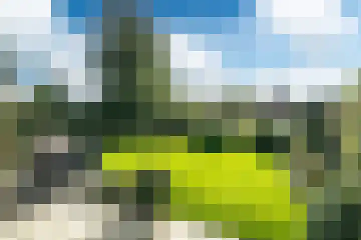 Koaidyk 6 419 Earnewâld thumbnail 25