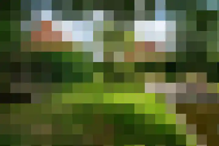 Koaidyk 6 454 Earnewâld thumbnail 28
