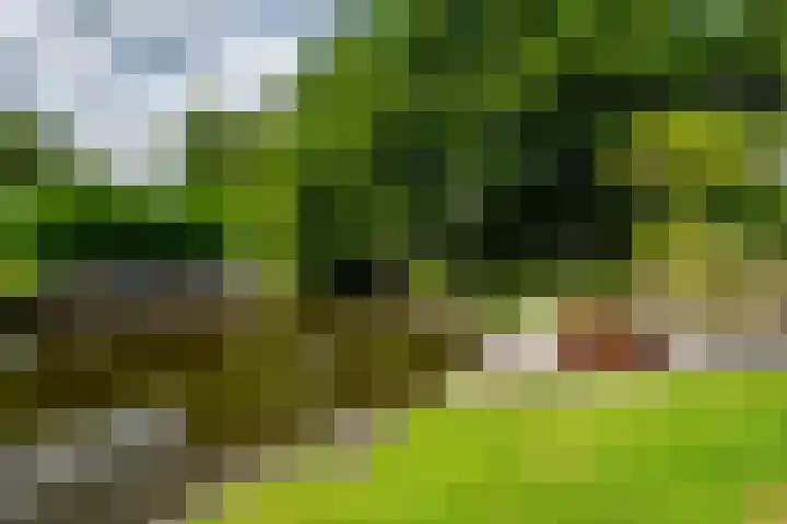 Koaidyk 6 454 Earnewâld thumbnail 29