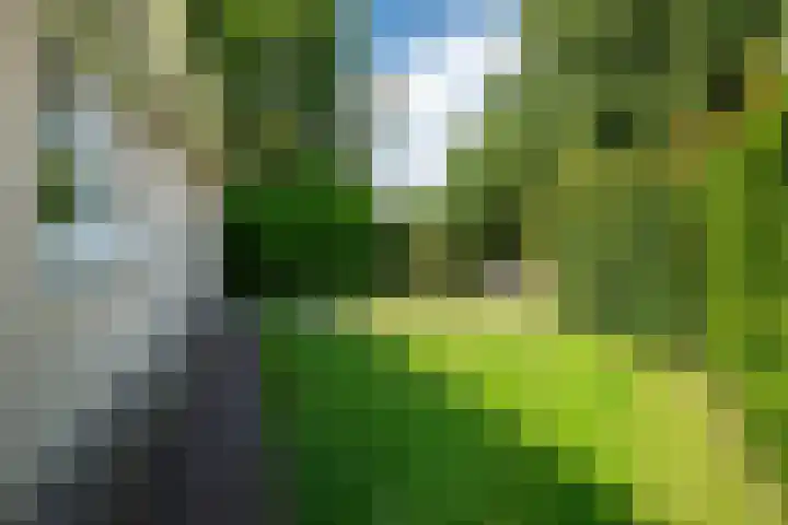 Koaidyk 6 454 Earnewâld thumbnail 36