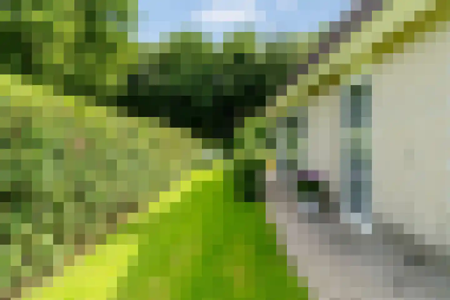 Koaidyk 6 663 Earnewâld thumbnail 10