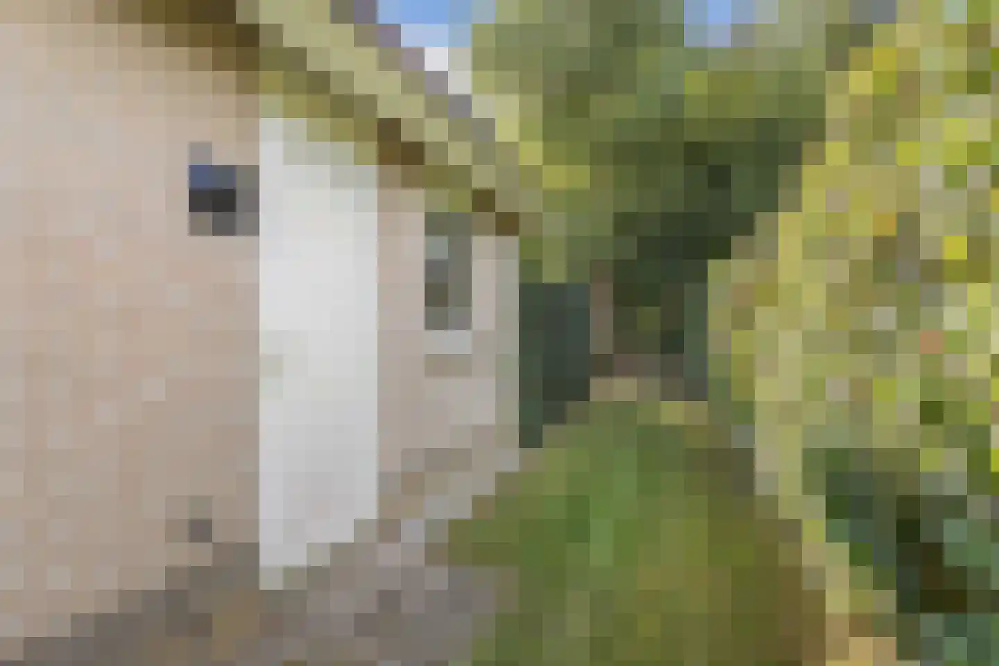 Koaidyk 6 664 Earnewâld thumbnail 4