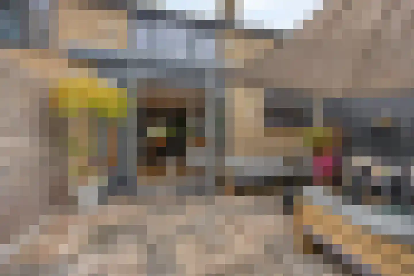 Koaikamp 3 Hurdegaryp thumbnail 36