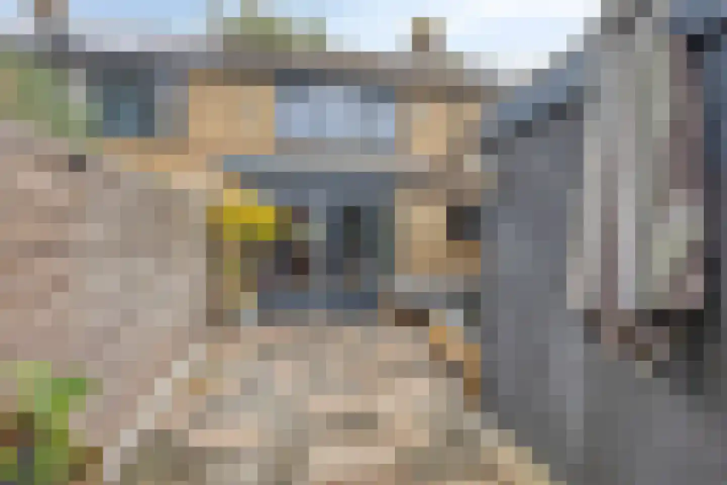 Koaikamp 3 Hurdegaryp thumbnail 39