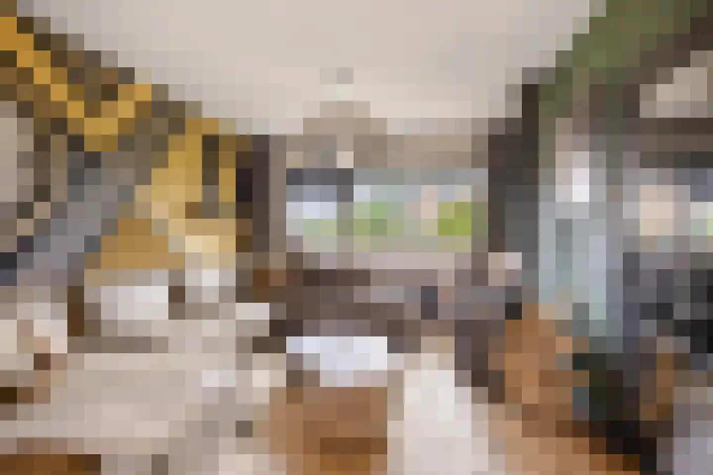Koaikamp 3 Hurdegaryp thumbnail 8