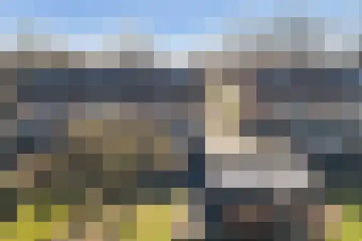 Koaikamp 6 Hurdegaryp thumbnail 35