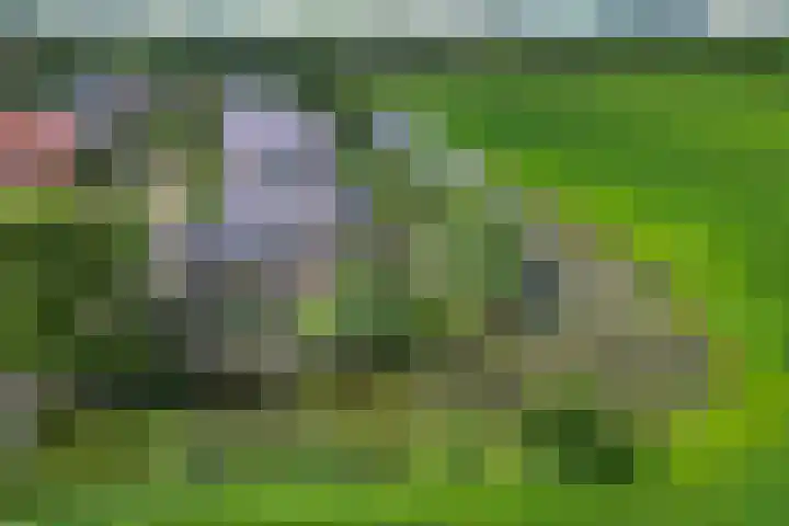 Koarnleane 11 Nijland thumbnail 48