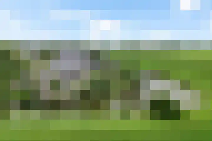 Koarnleane 11 Nijland thumbnail 49