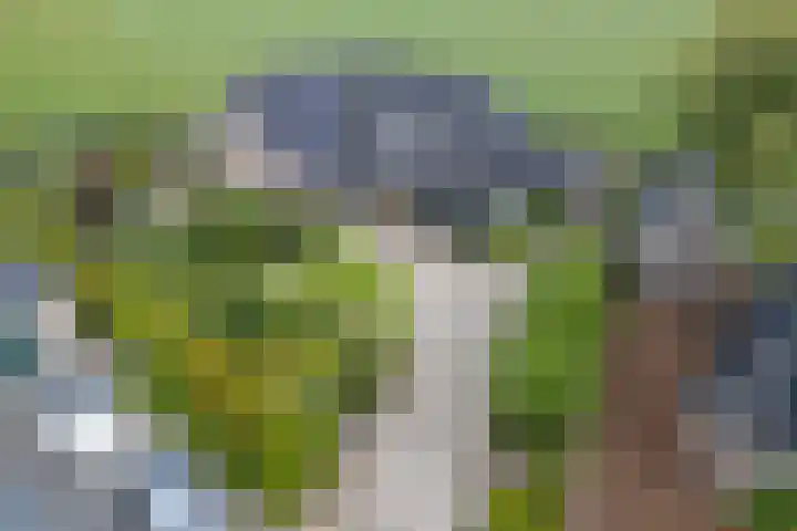 Koarnleane 11 Nijland thumbnail 51