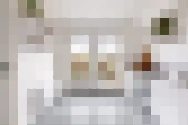 Koarnleane 22 Nijland thumbnail 14