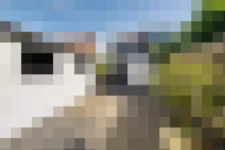 Koarte Miente 5 Akkrum thumbnail 38