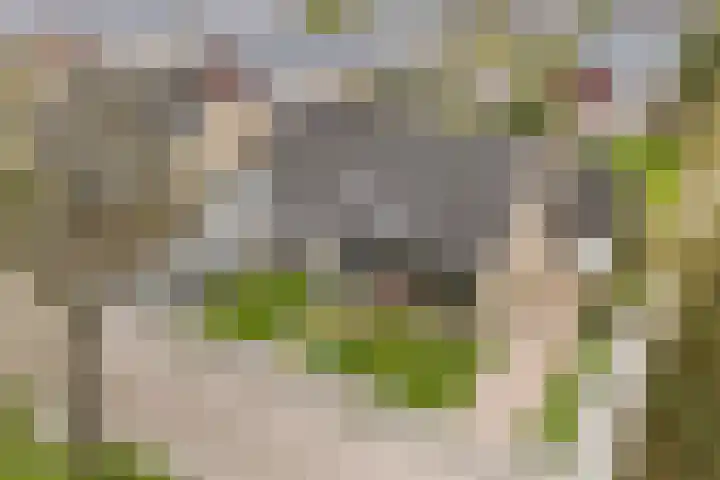 Kobbe 63 Dokkum foto 3
