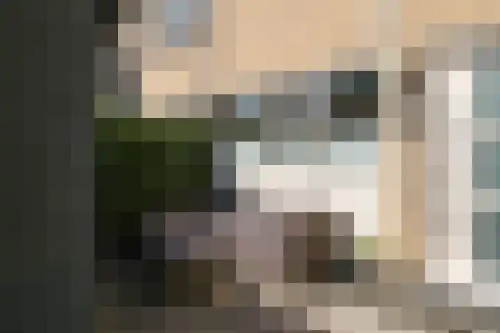 Kobbeflecht 125 Hurdegaryp thumbnail 11
