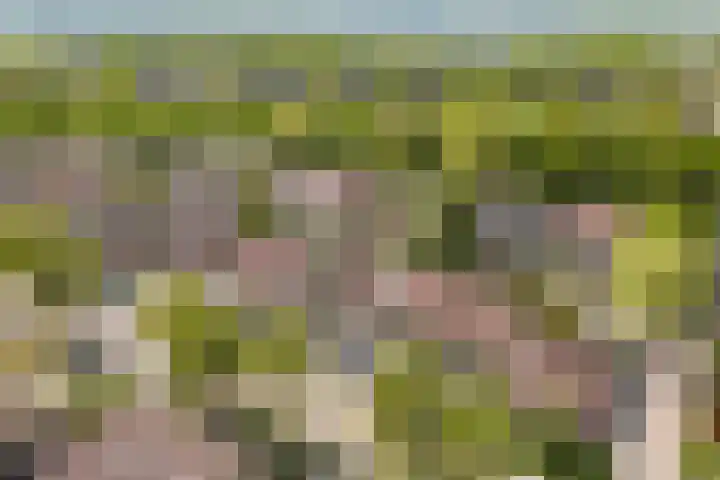 Kobbeflecht 125 Hurdegaryp thumbnail 69