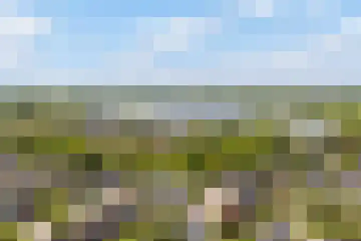 Kobbeflecht 125 Hurdegaryp thumbnail 70