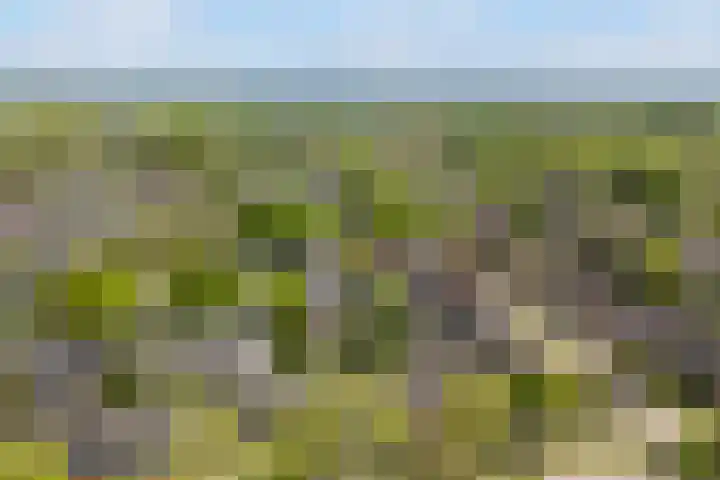 Kobbeflecht 125 Hurdegaryp thumbnail 71