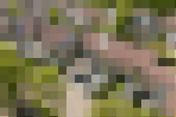 Kobbeflecht 125 Hurdegaryp thumbnail 8