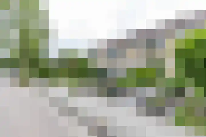 Kobbeflecht 17 Hurdegaryp thumbnail 11