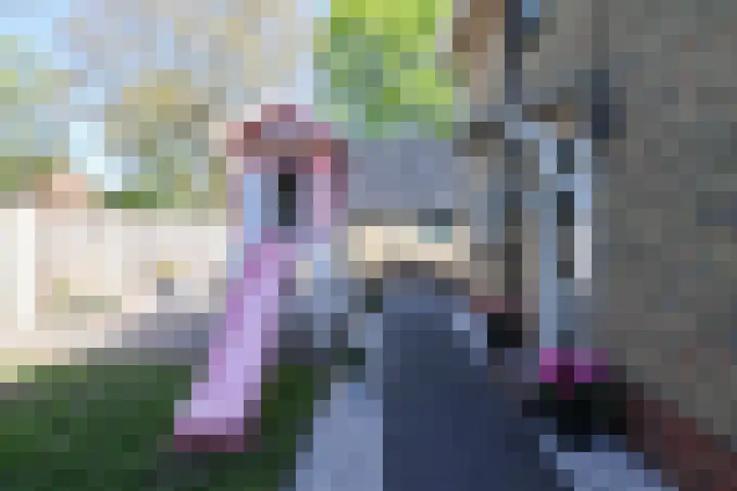 Kobbeflecht 38 Hurdegaryp thumbnail 13