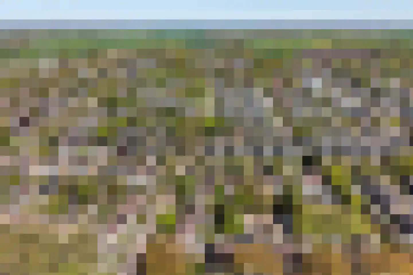 Kobbeflecht 38 Hurdegaryp thumbnail 65