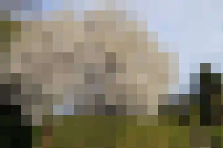 Kobbeflecht 45 Hurdegaryp thumbnail 19