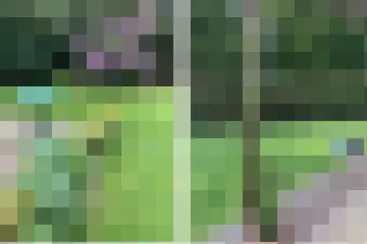 Kobbeflecht 45 Hurdegaryp thumbnail 20