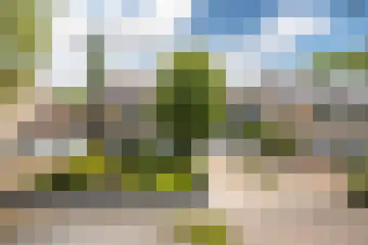 Kobbeflecht 74 Hurdegaryp thumbnail 41