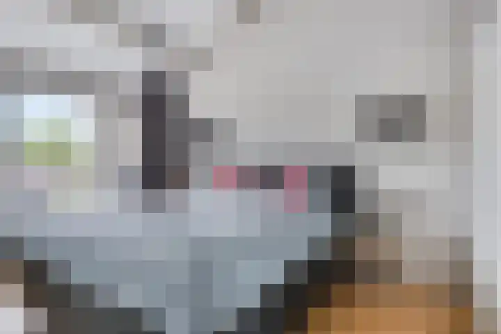 Kobbeflecht 83 Hurdegaryp thumbnail 19