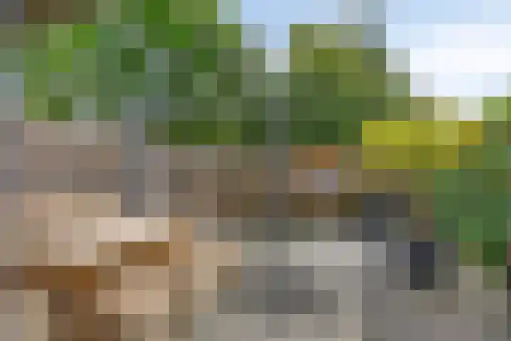 Kobbeflecht 83 Hurdegaryp thumbnail 27